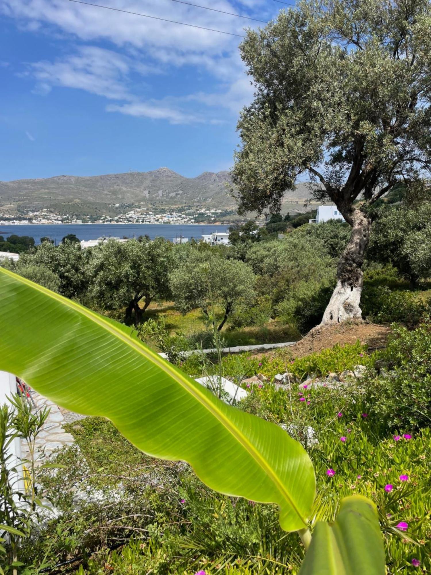 The Velanidies - Οι Βελανιδιές Agia Marina  Dış mekan fotoğraf